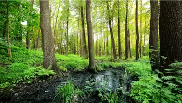 Tree Methane