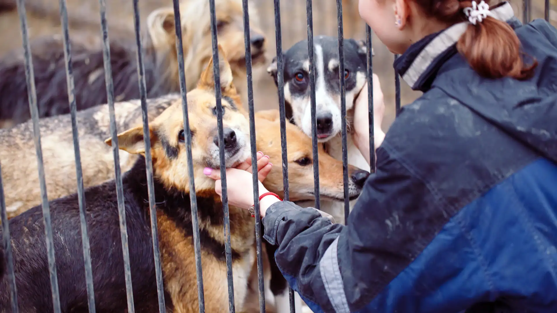 Color Country Animal Welfare