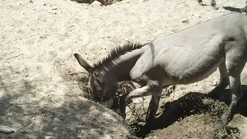 The Good and the Bad of Introduced Species