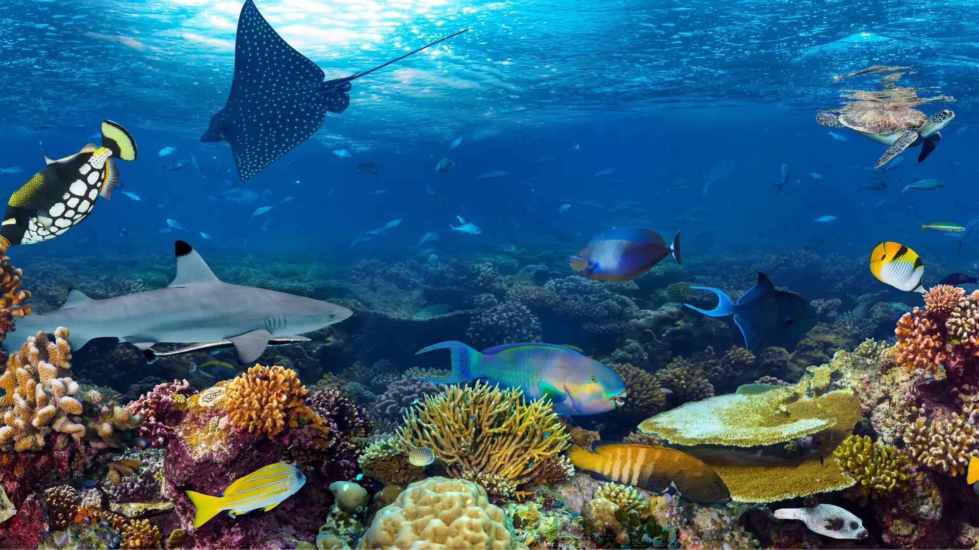 Underwater Wonders