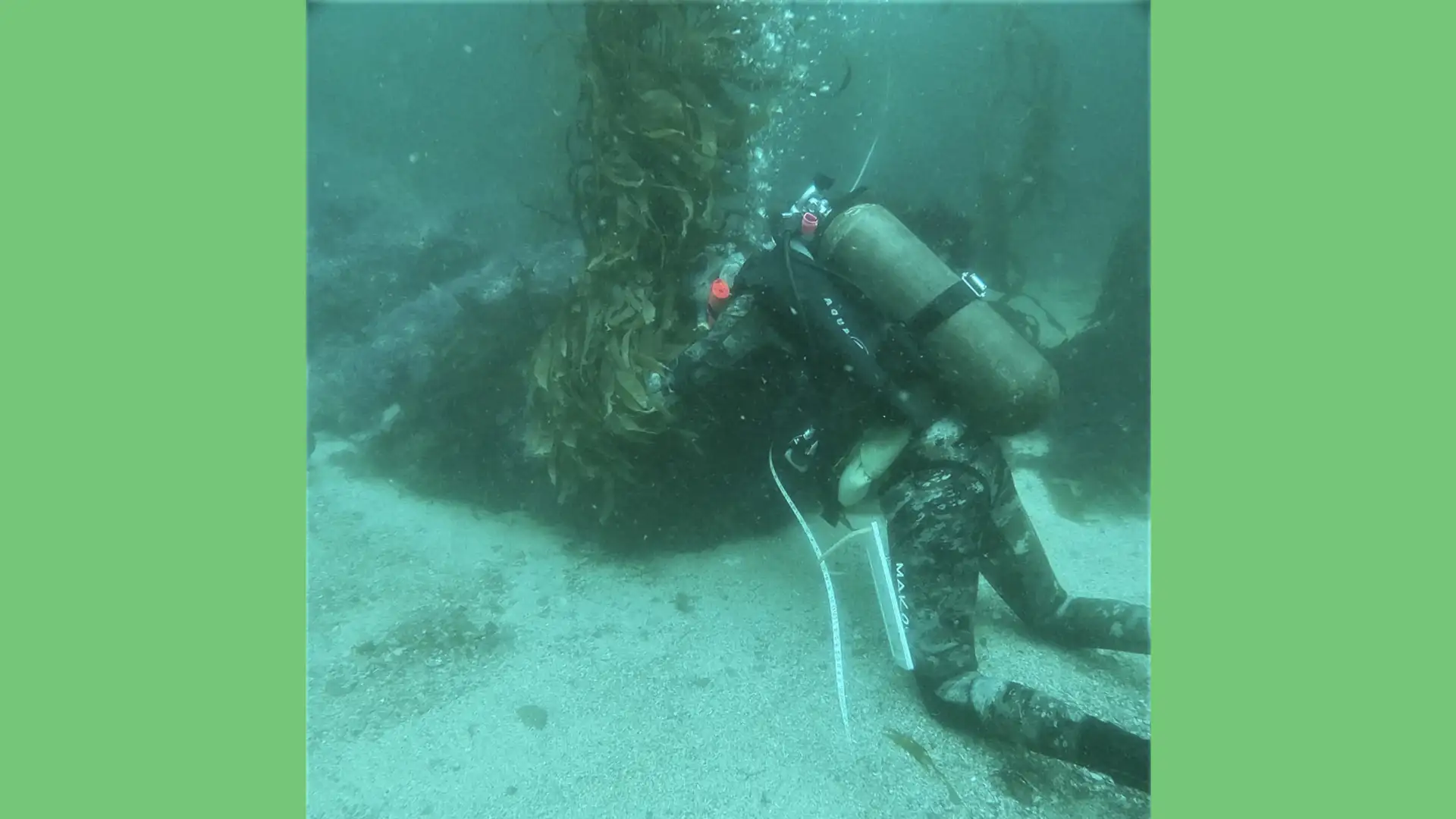 Searching for Health, Kelp vs. Urchins, The Agitators