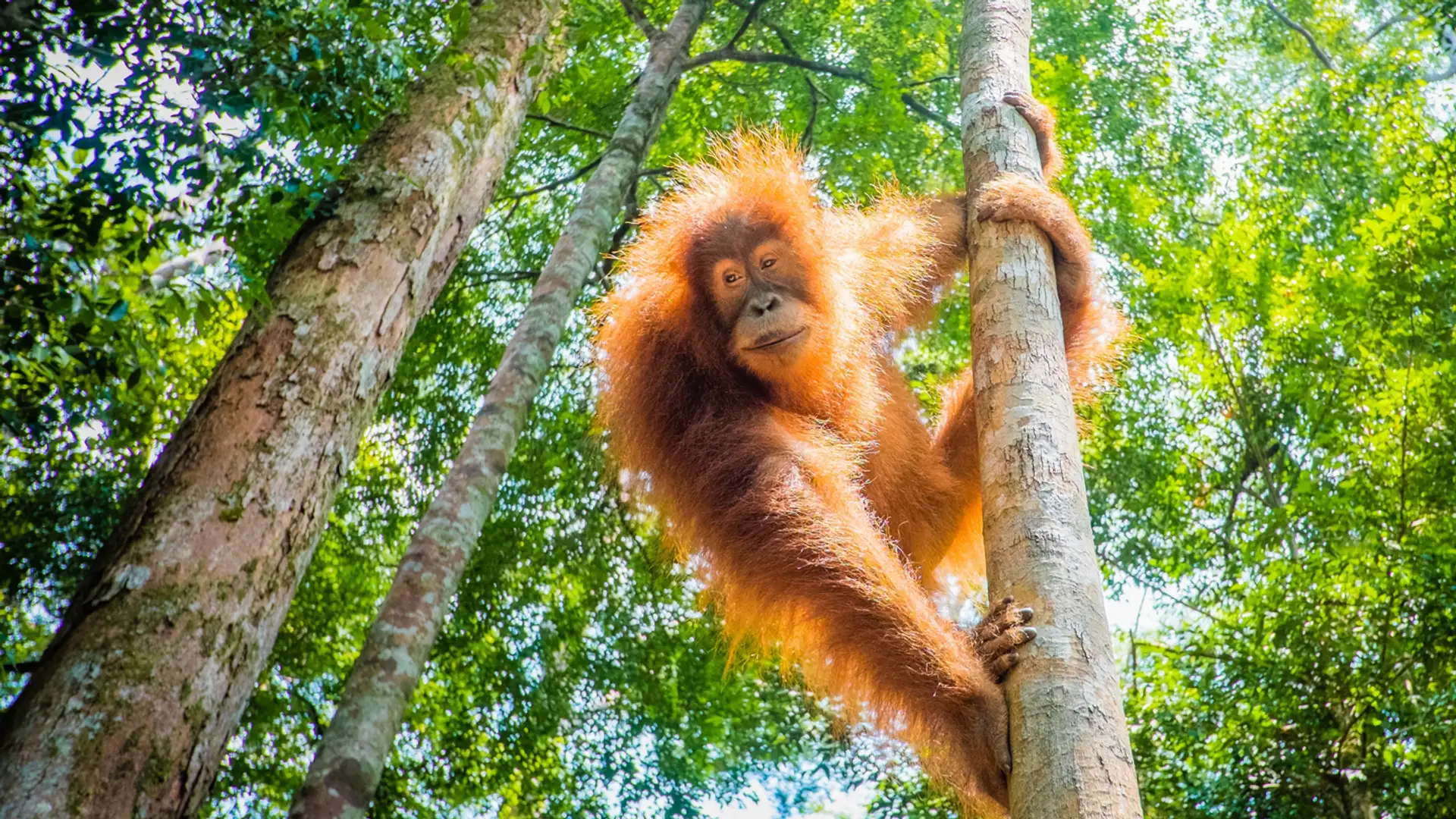 Internet of Elephants