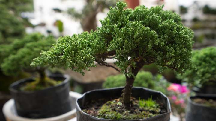 The Big World of Miniature Trees