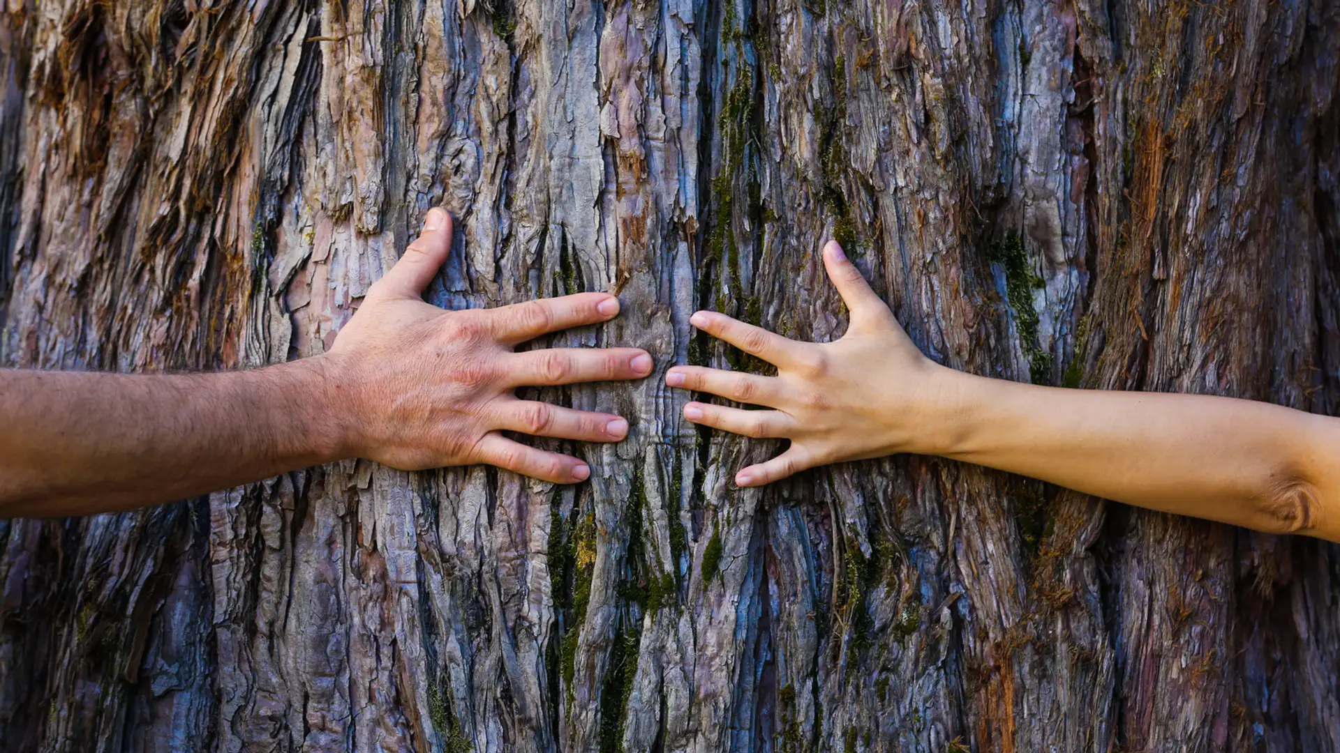 The Whispering Bridge of Fukushima 