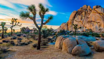 Joshua Tree National Park