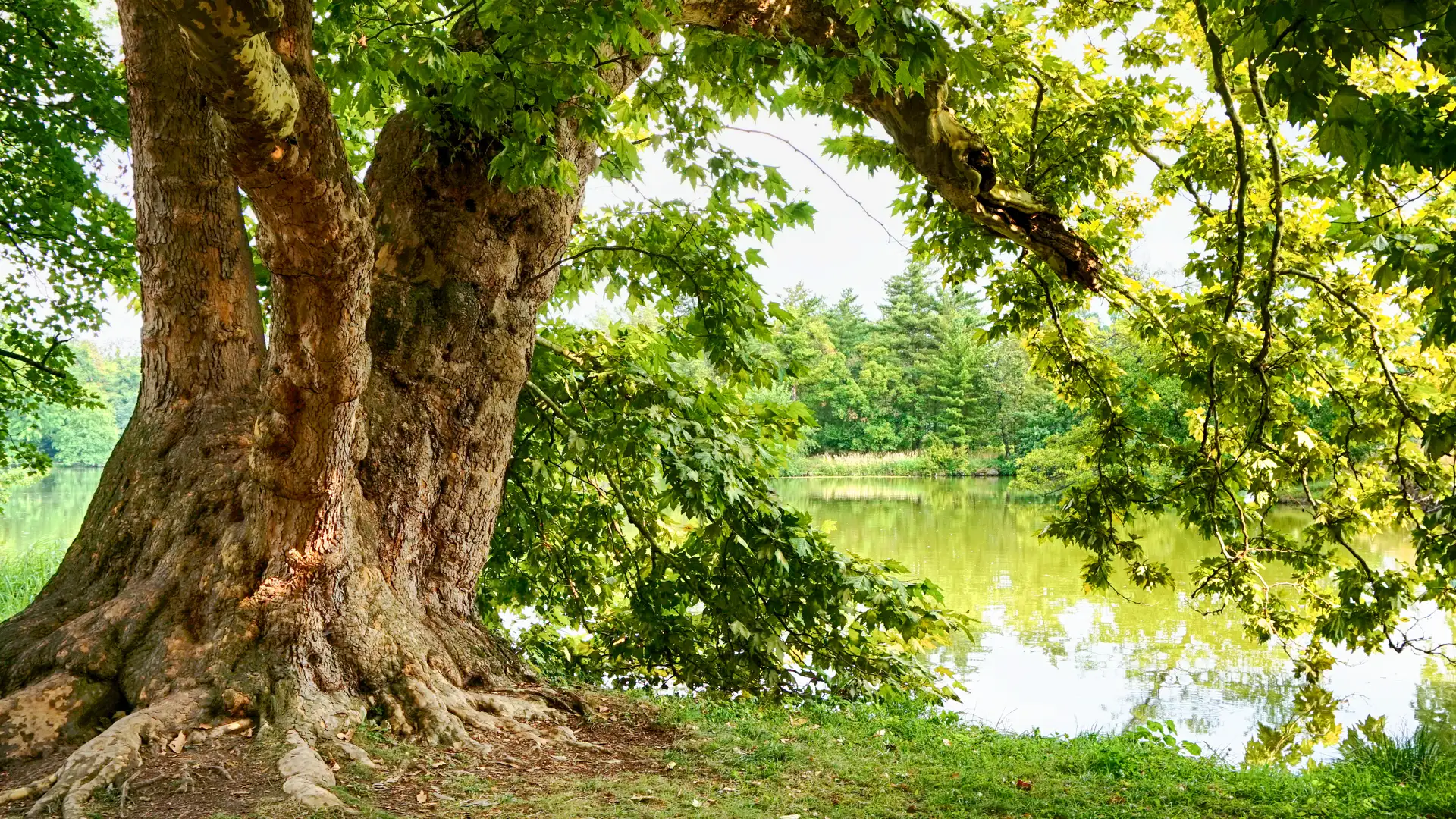 Ep. 103 Charity in Communities of Faith