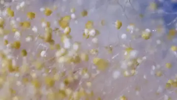 Koji