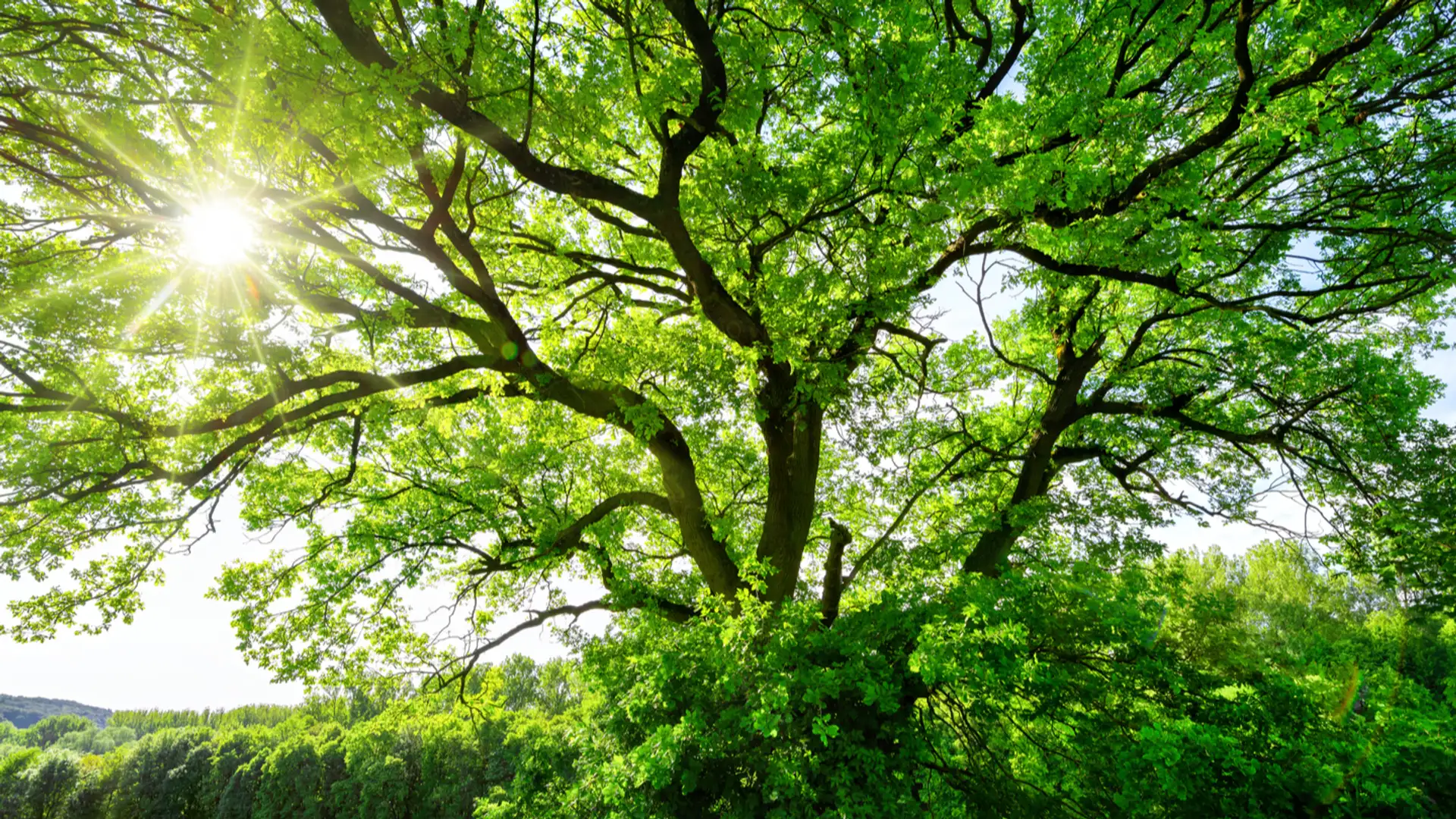 The Wisdom of the Forest