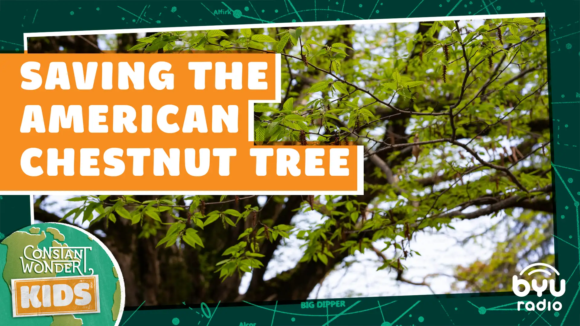 Saving the American Chestnut Tree