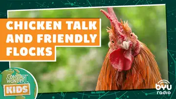 Chicken Talk and Friendly Flocks