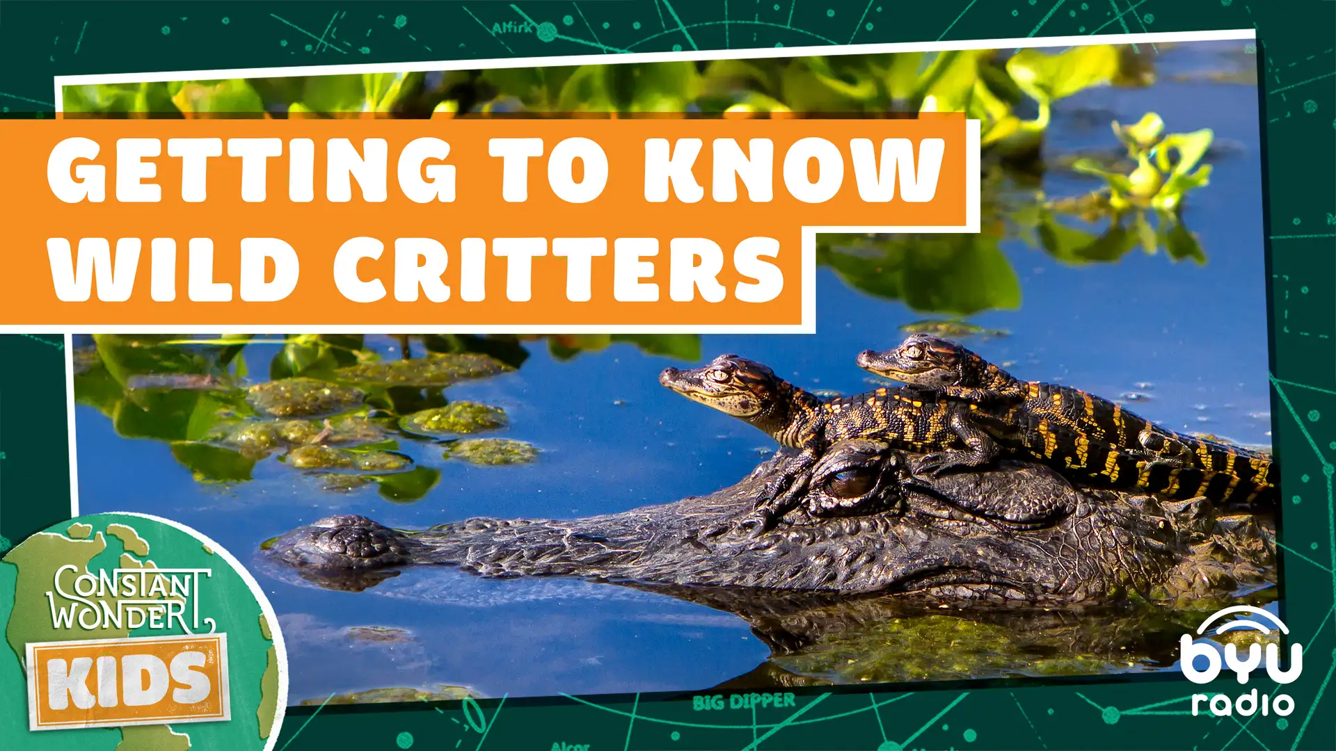 Getting to Know Wild Critters