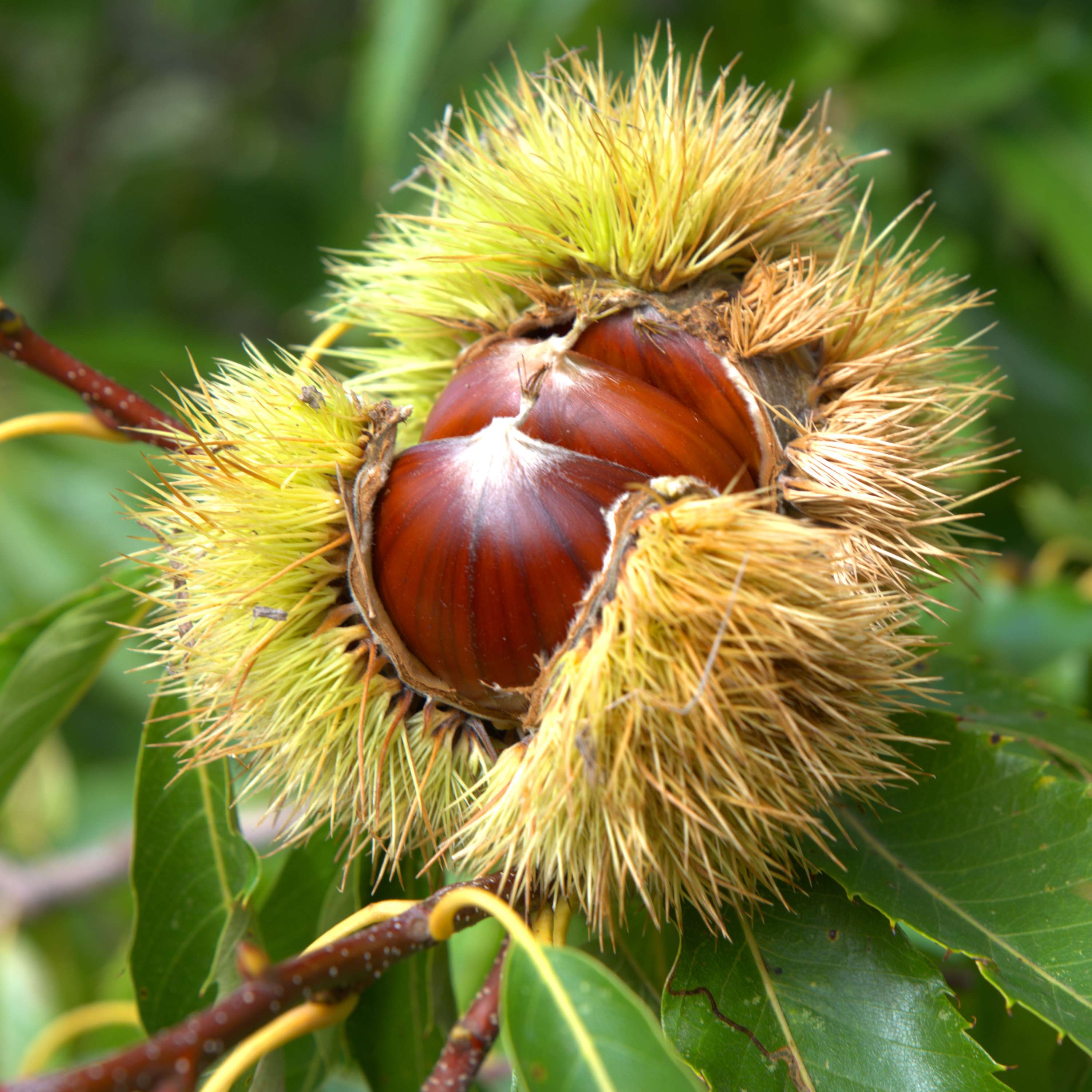 One Man's Quest to Restore A Beloved American Tree