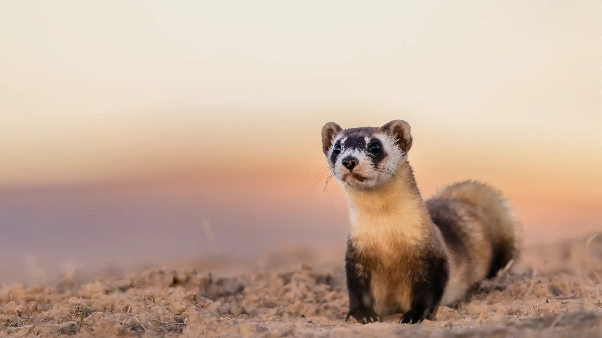 Returning Ferrets to the Wild After Near Extinction