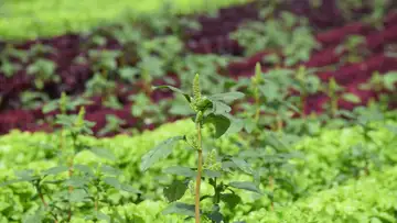 Superweeds