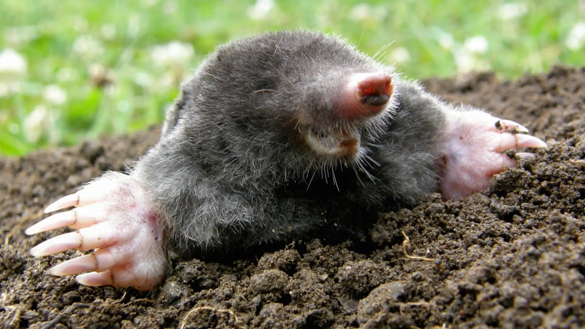 EXTRA: "Riverbank Mole" by Jess Smith
