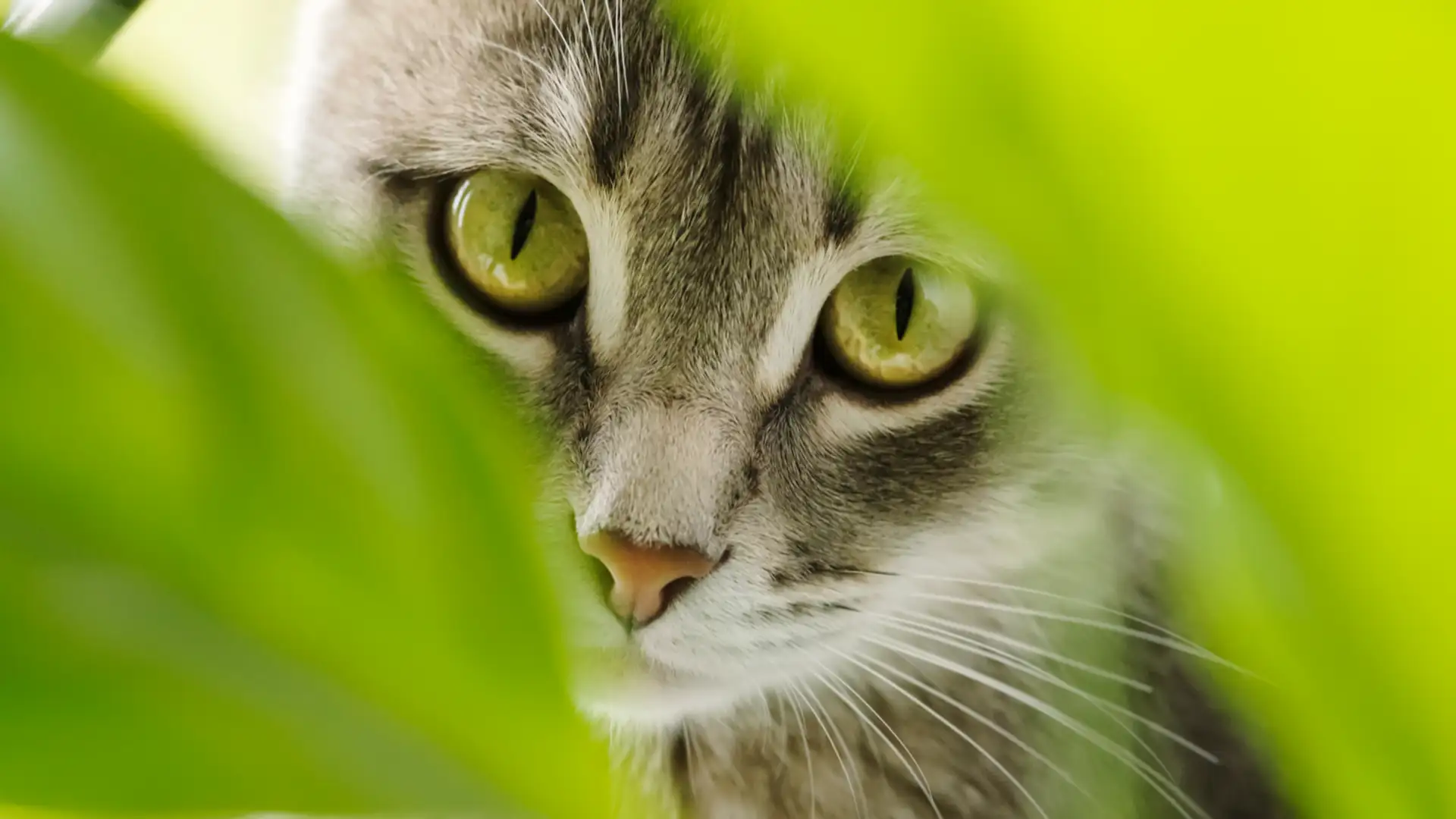 EXTRA: "Why Cats Live With Women" by Charlotte Blake Alston