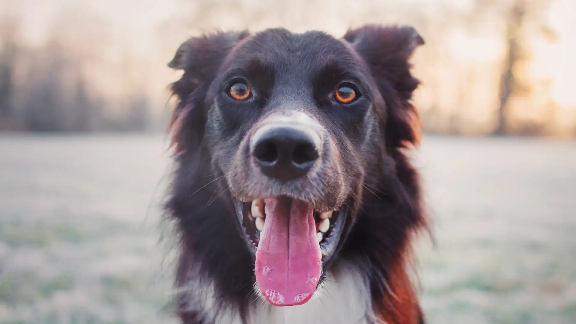 EXTRA: "My Dog" by Beth Horner