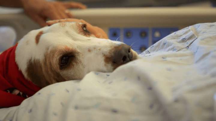 Intermountain Therapy Animals