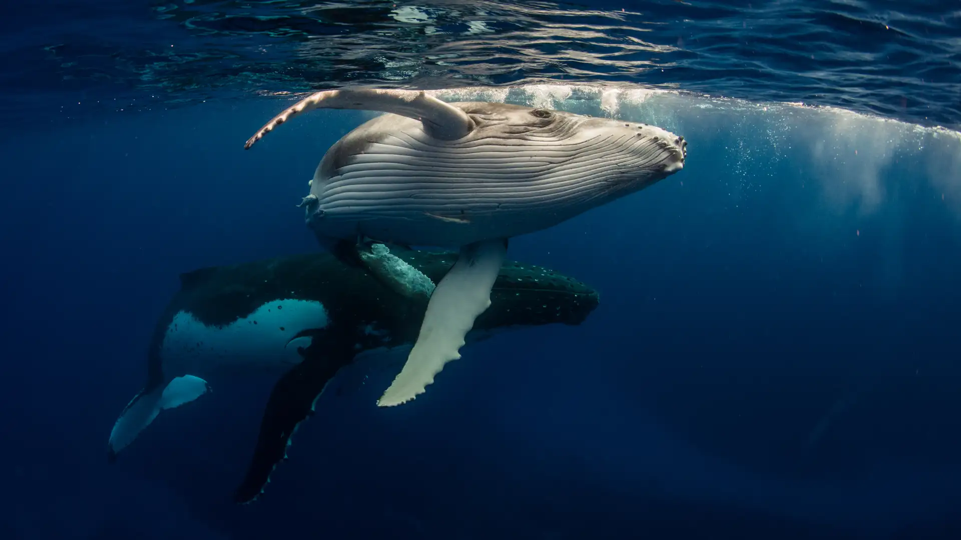 The World in the Whale