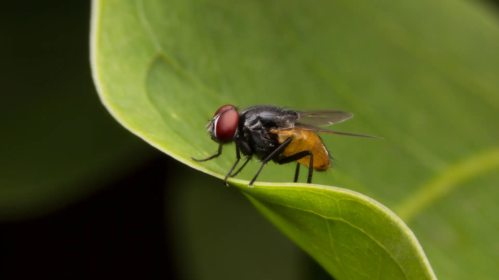 Taking on African Sleeping Sickness with Chemistry