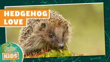 Hedgehog Love