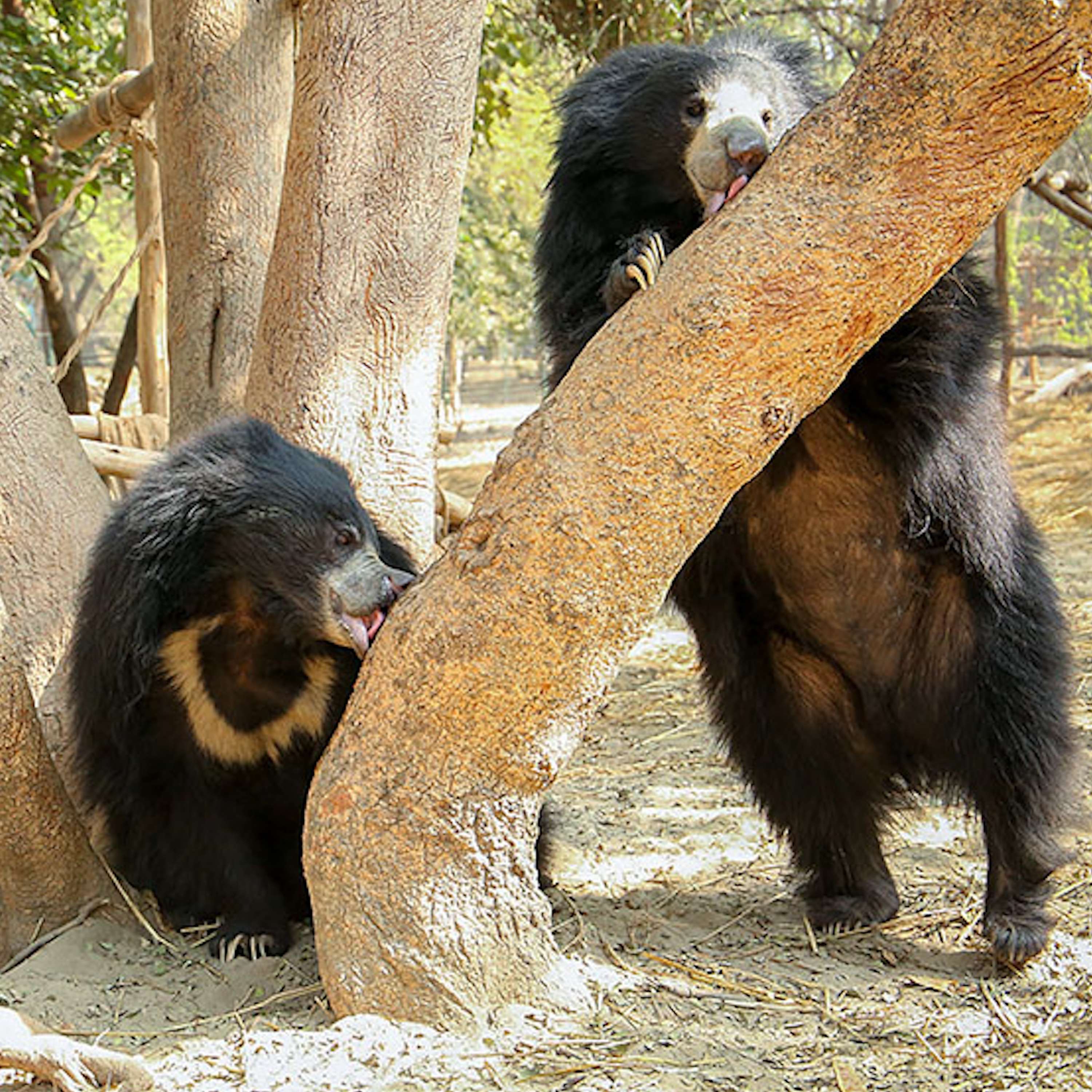 Stories of Adventure from the Bear Man of India