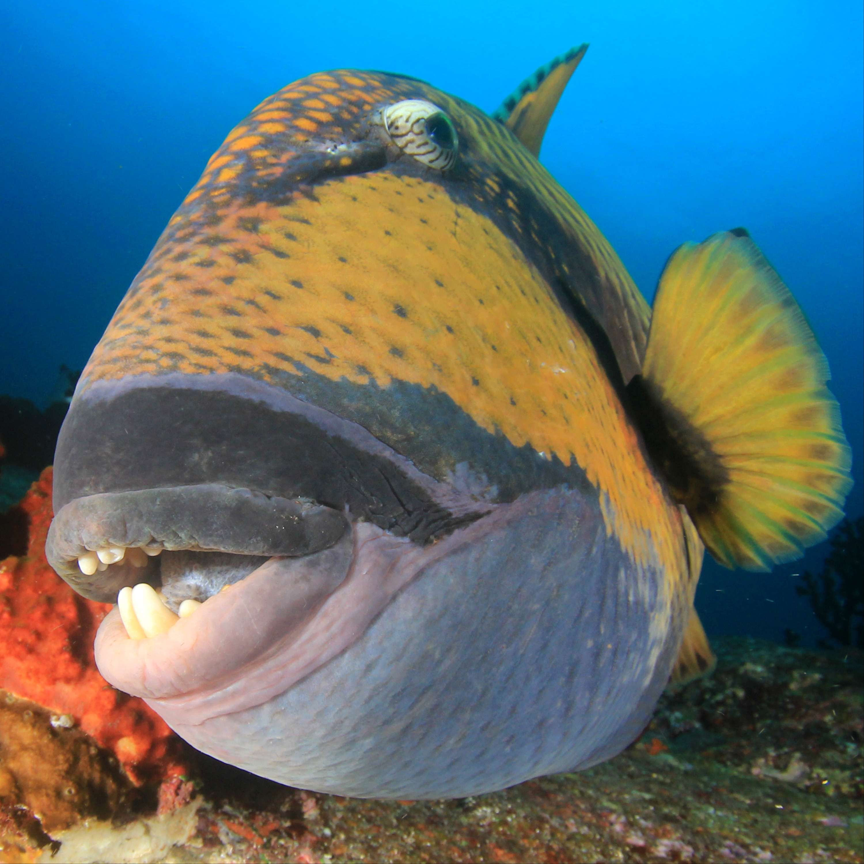 Diving Into History, She Found a Powerful Sense of Belonging