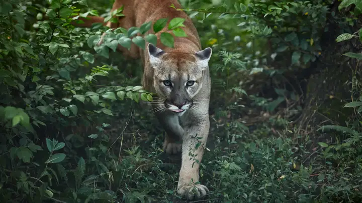 Who Knew that Cougars Are Such Social Animals?