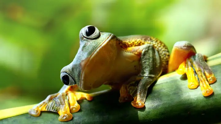 Brer Possum & the Frogs