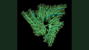 Memory Proteins