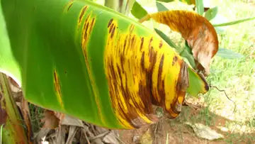 Plant Pandemics