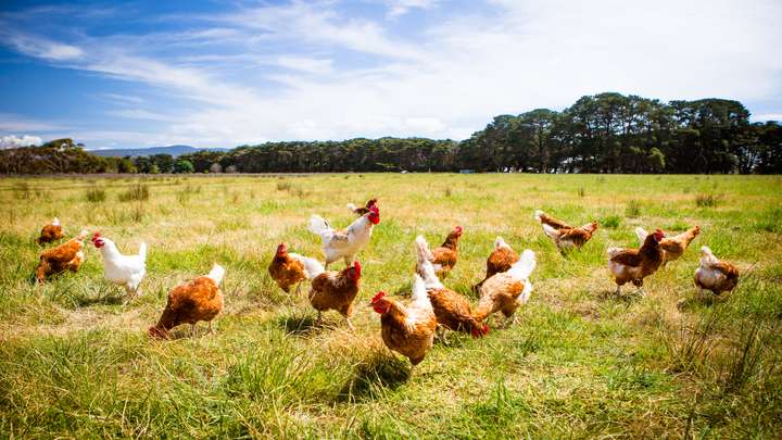 How the Chicken Became Our Favorite Food Source