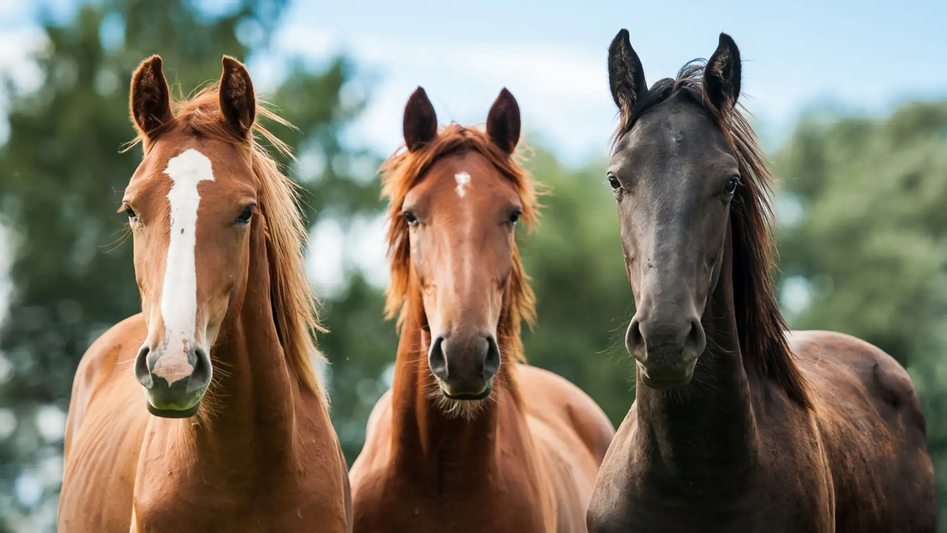 Horse Queen (originally aired on October 26, 2020)