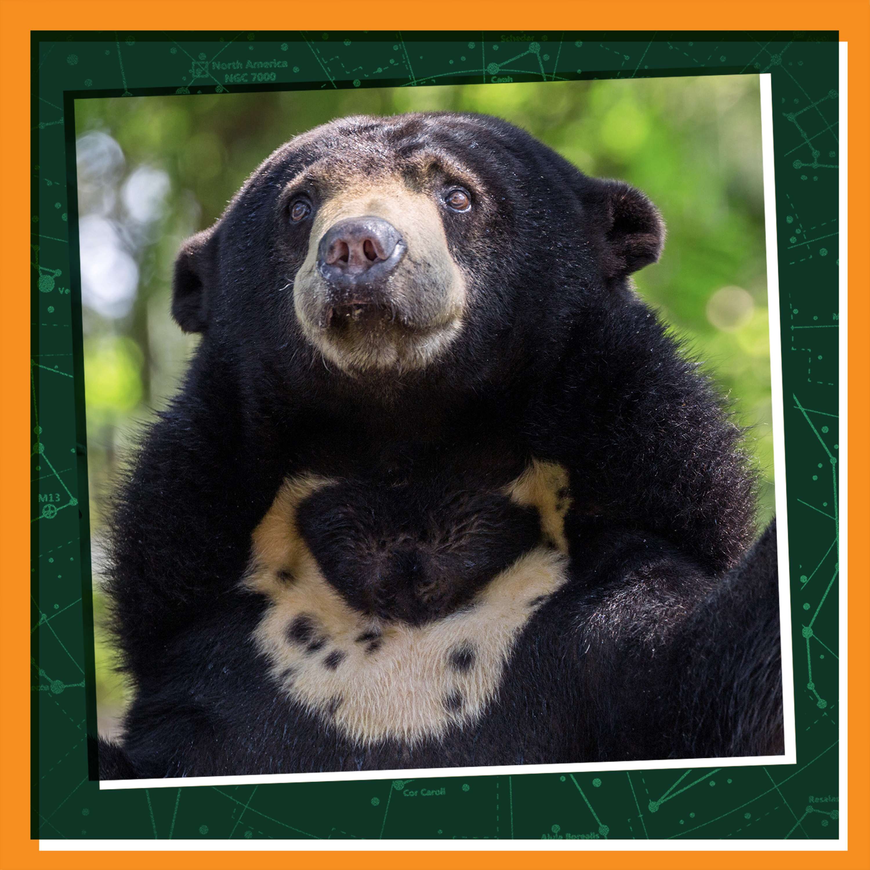 Sun Bear Rescue Mission episode artwork