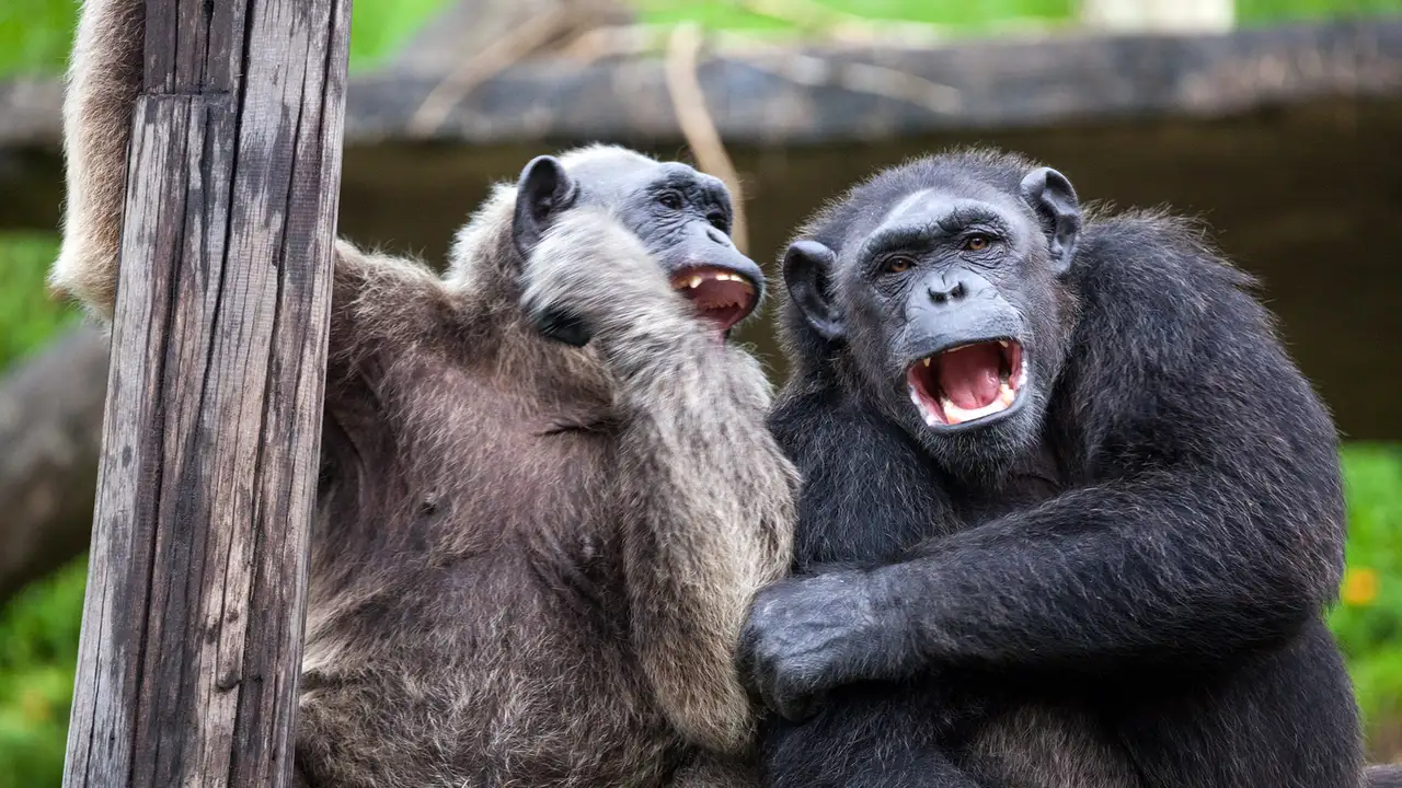 animals laughing together