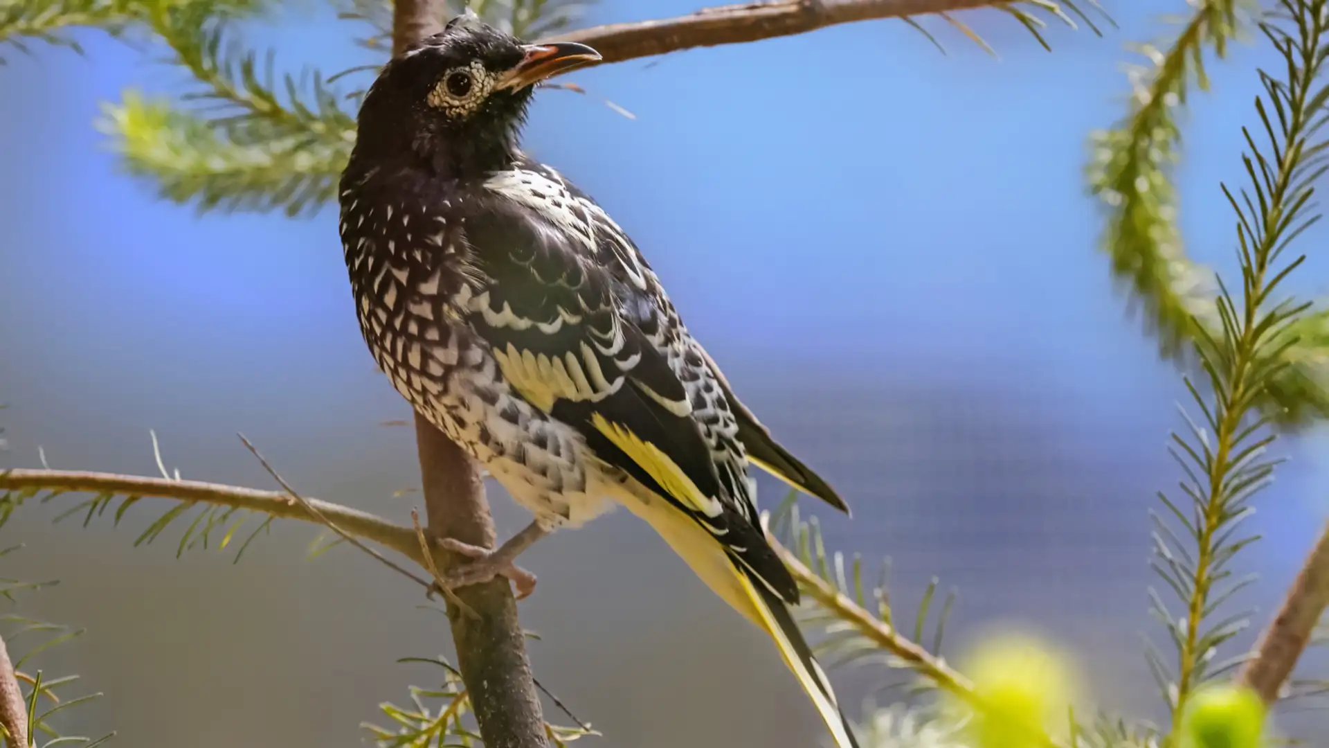 Regent Honeyeater