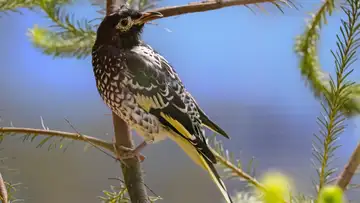 Regent Honeyeater