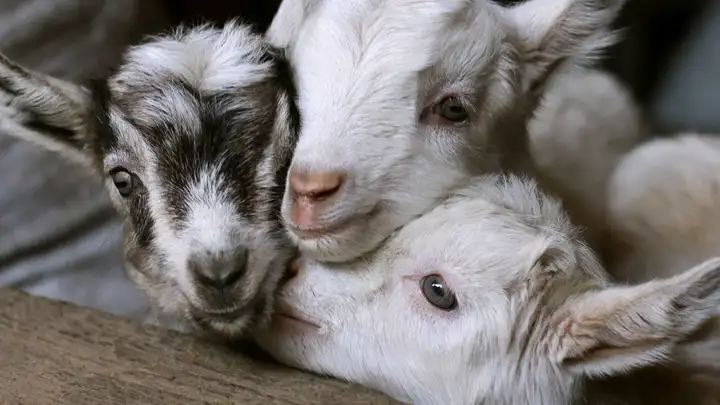 EXTRA: "Seven Goat Kids" by Tim Lowry
