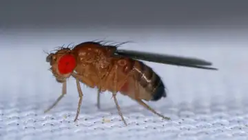 Fruit Flies