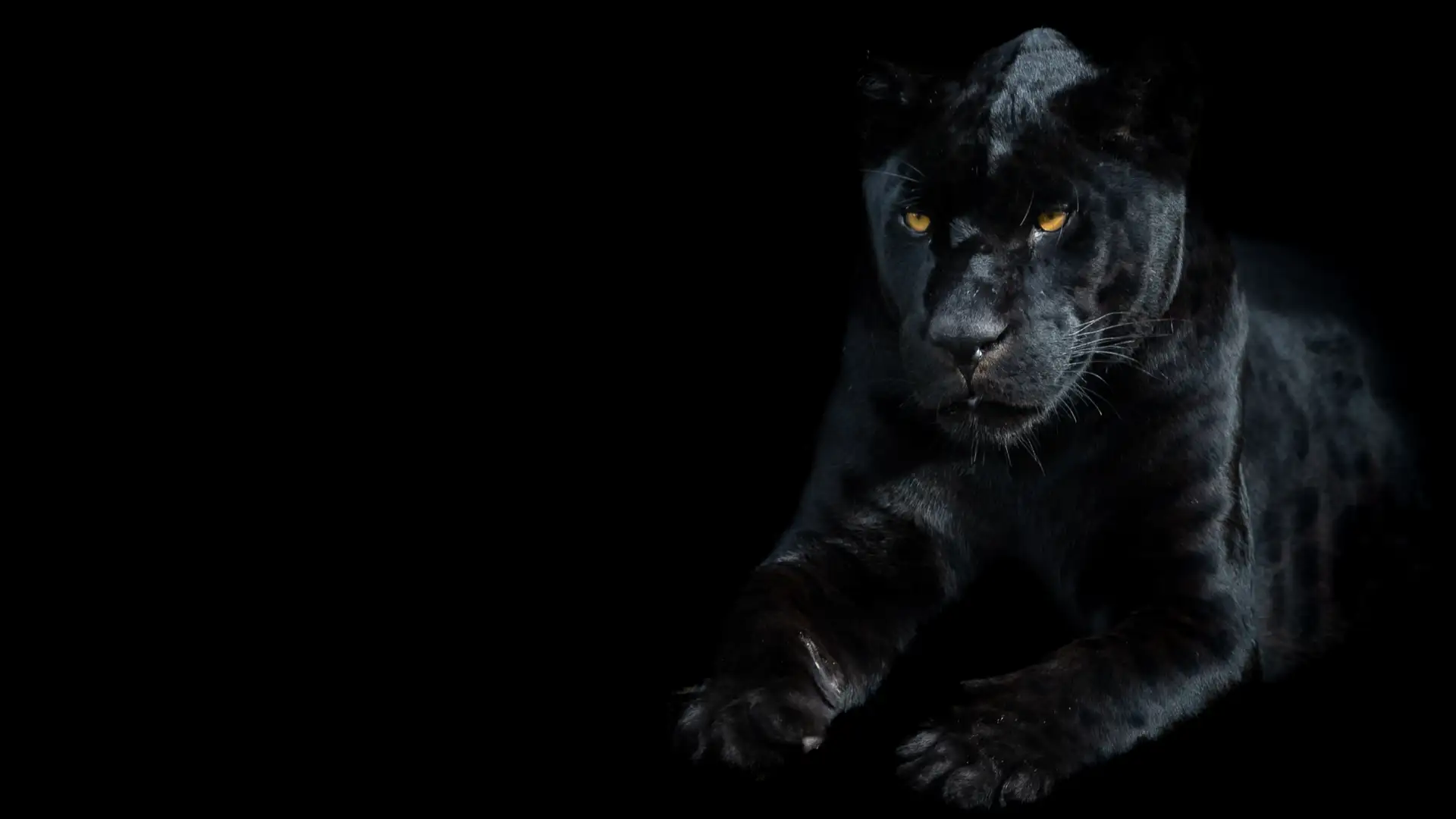 The Power of Black Panther