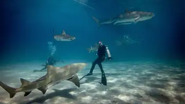 Shark Swimmer