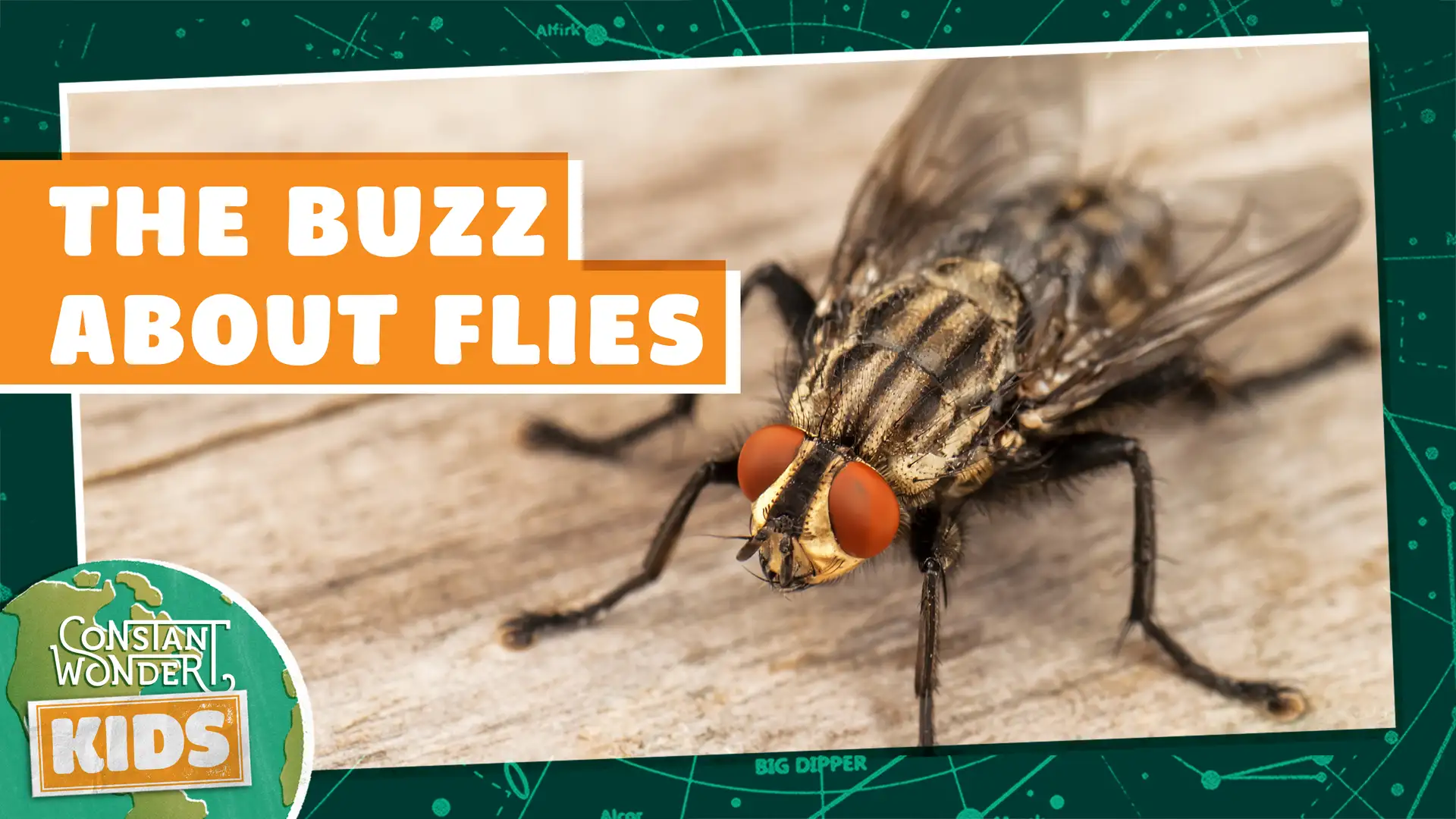 The Buzz About Flies