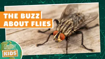 The Buzz About Flies