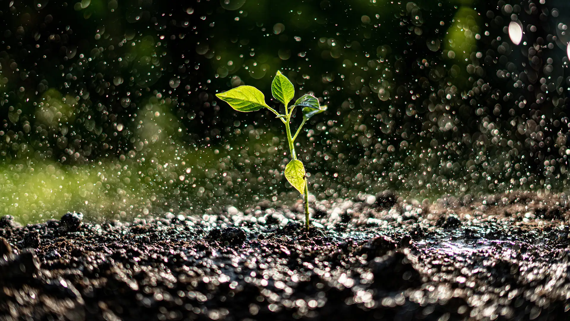 We Chose This! Agency, Atonement, and Joy