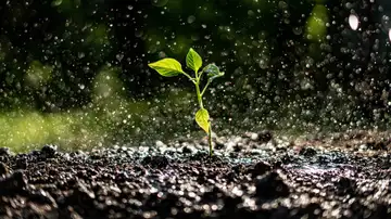 We Chose This! Agency, Atonement, and Joy