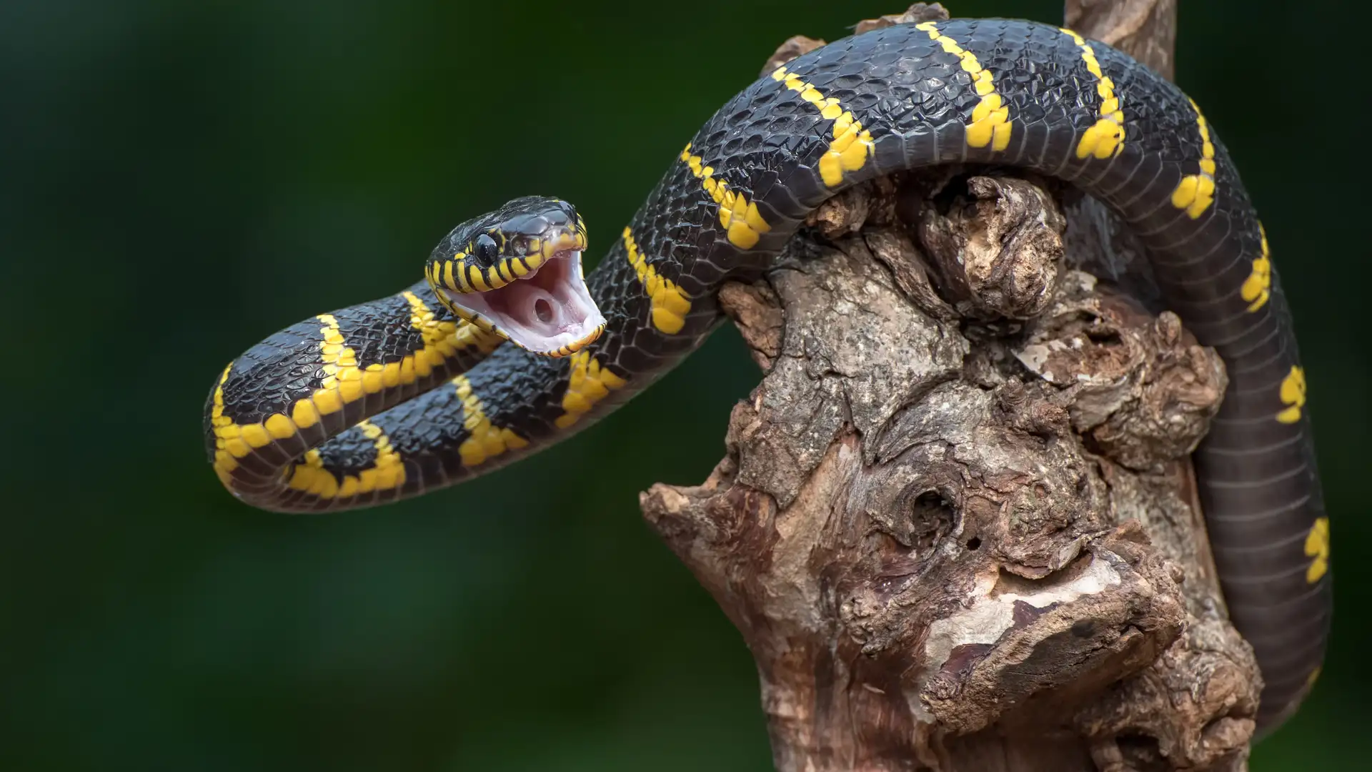 Snakes and Other Obstacles on the Covenant Path