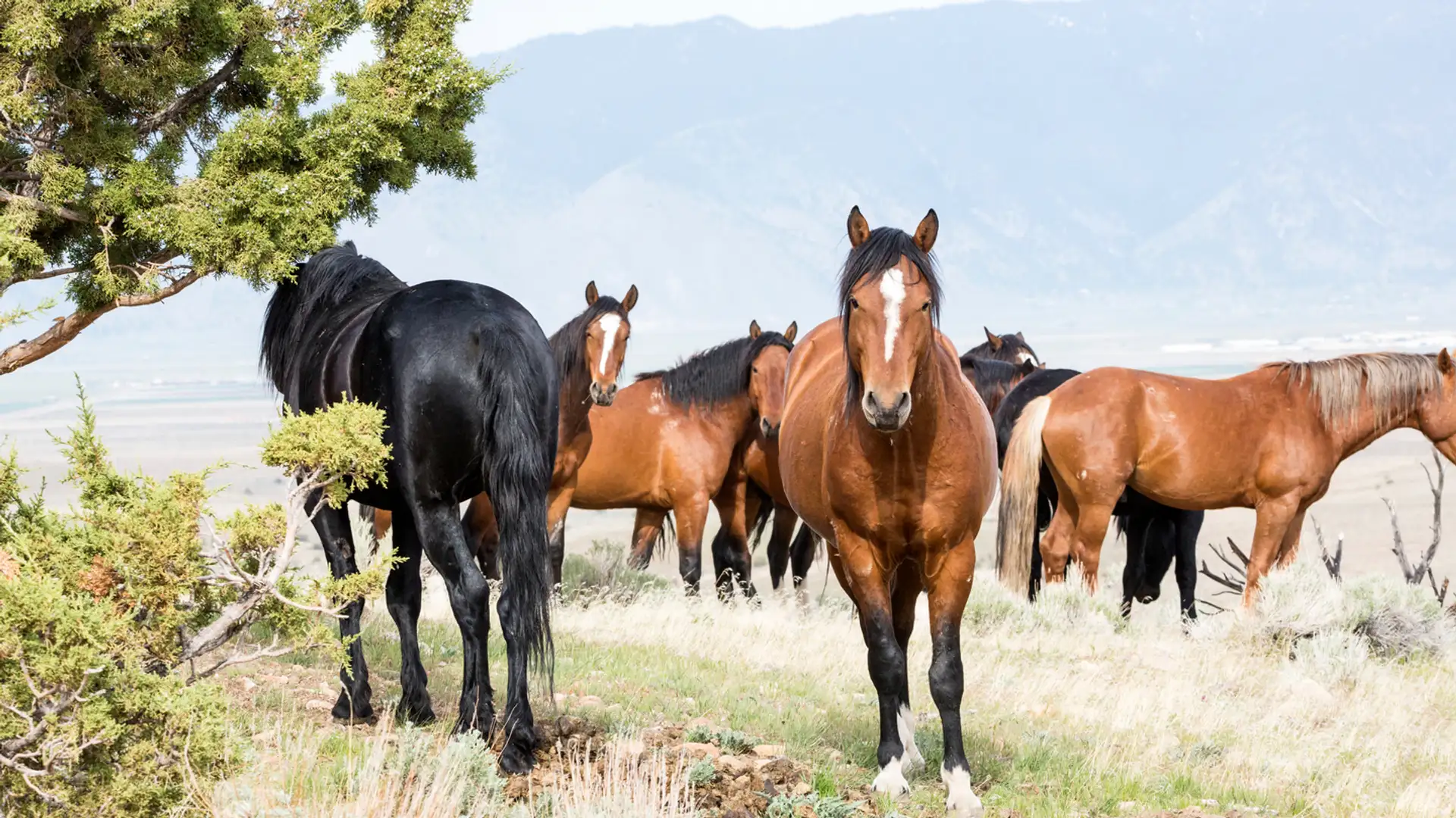 Wild Horse Fertility