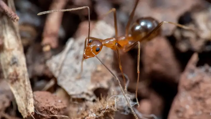 Crazy Ants