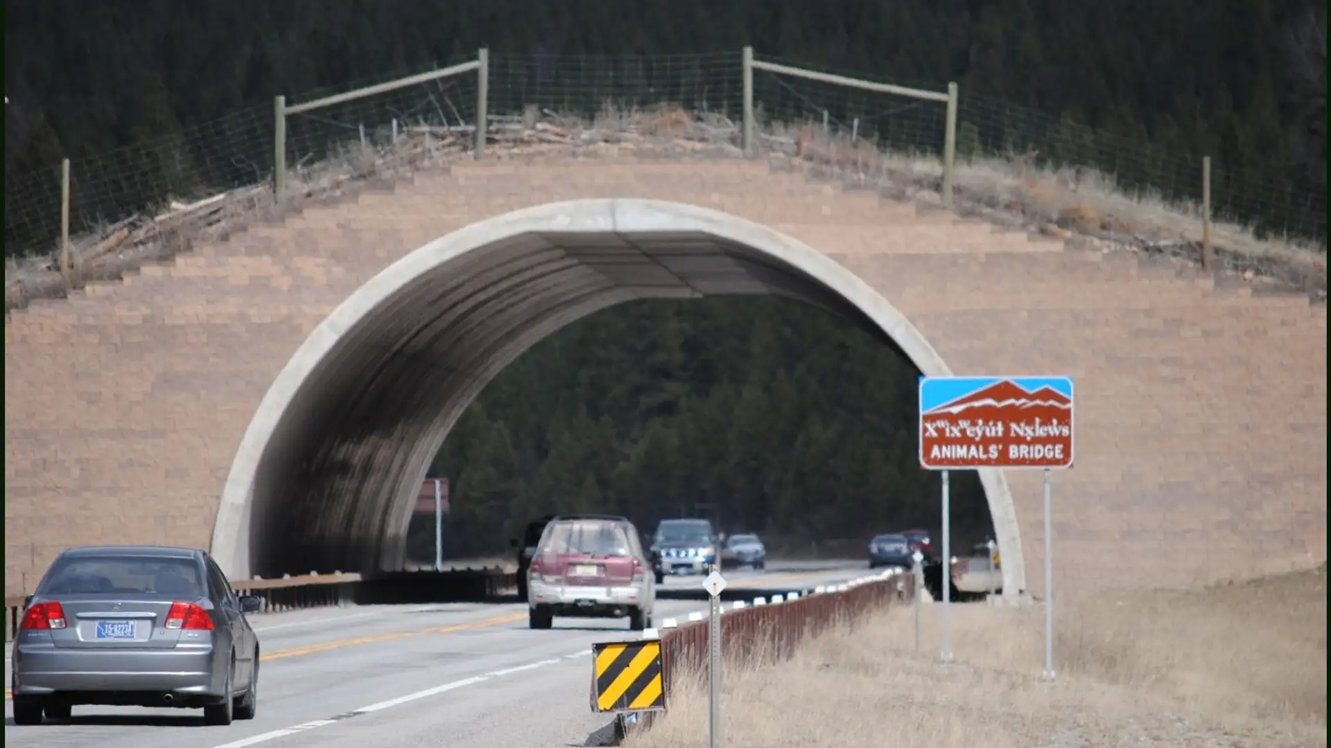 Wildlife Crossings
