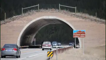 Wildlife Crossings
